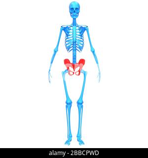 Système de squelette humain harnais pelvien articulations anatomie rendu 3D de rayons X. Banque D'Images