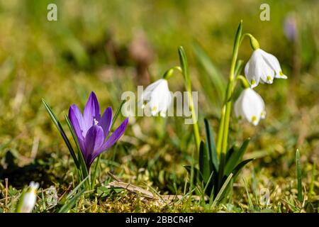Des flocons de neige blancs (Leucojum vernum) et des crocodiles pourpre (Crocoideae) fleuissent sur un pré Banque D'Images