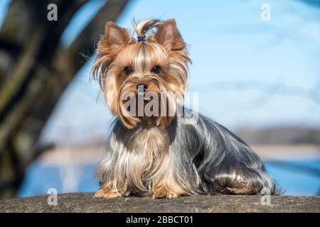 Chien Yorkshire terrier assis près de la nature Banque D'Images