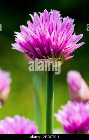 La floraison de la ciboulette, Allium schoenoprasum Banque D'Images