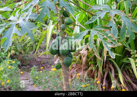 grand groupe de fruits de papaye non mûrs poussant sur arbre de papaye dans le jardin, concept pour le jardinage Banque D'Images