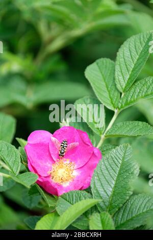 HoverFly, Eupedes luniger se nourrissant sur Rosa 'court Track' couverture de la rose rose 'court Track' Banque D'Images