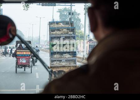 Vue sur la circulation indienne, avec une voiturette pleine de poulets, d'un taxi de Tuktuk local. Banque D'Images