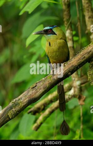 Motmot hooping (Momotus subrufescens) perché sur une branche dans le sud de l'Équateur. Banque D'Images