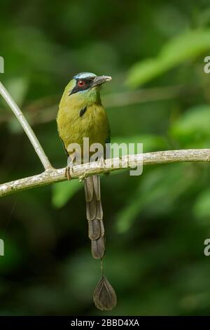 Motmot hooping (Momotus subrufescens) perché sur une branche dans le sud de l'Équateur. Banque D'Images