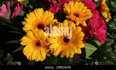 gros plan d'un bouquet de gerbera rose et jaune coloré au soleil Banque D'Images