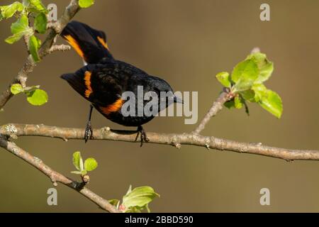 American Redstart, Setophaga ruticilla, perché sur une succursale en Ontario, Canada. Banque D'Images