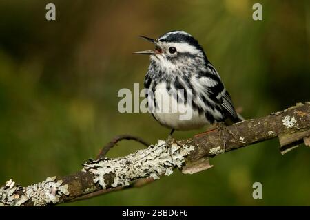 Paruline noire et blanche (Mniotilta varia) perchée sur une succursale en Ontario, au Canada. Banque D'Images