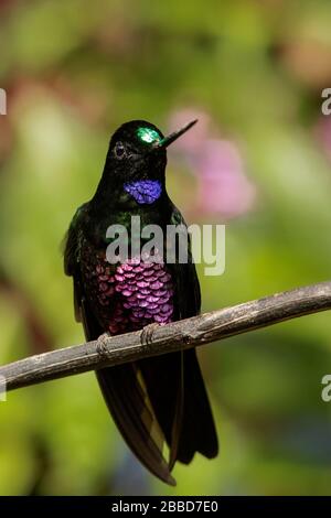 Starfrontlet à gorge bleue (Coeligena helianthea) perché sur une branche dans les montagnes des Andes en Colombie. Banque D'Images