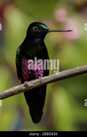 Starfrontlet à gorge bleue (Coeligena helianthea) perché sur une branche dans les montagnes des Andes en Colombie. Banque D'Images