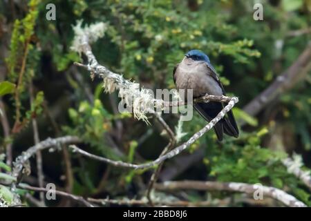 Swallow à ventre brun (Ororchelidon murina) perché sur une branche dans les montagnes des Andes en Colombie. Banque D'Images