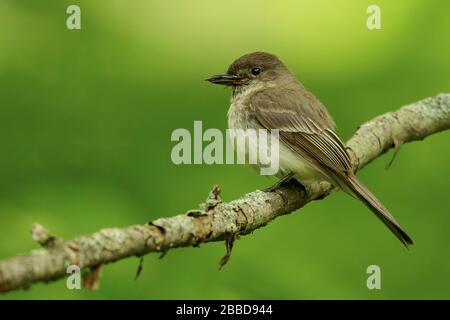 Pewee (Contopus virens) perché sur une succursale en Ontario, Canada. Banque D'Images