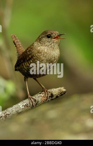 Hiver Wren (Troglodytes hiemalis) perché sur une branche en Ontario, Canada. Banque D'Images