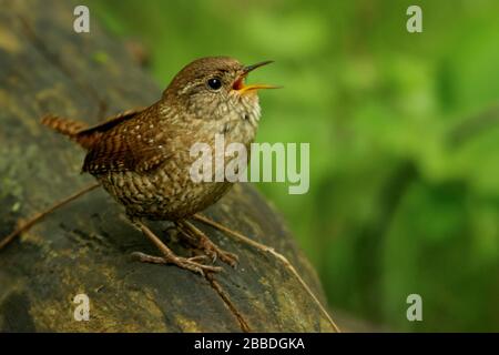 Hiver Wren (Troglodytes hiemalis) perché sur une branche en Ontario, Canada. Banque D'Images