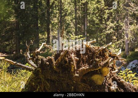 Vieille souche avec mousse dans une forêt profonde Banque D'Images