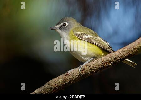 Vireo à tête bleue (Vireo solitarius) perché sur une branche au Guatemala en Amérique centrale. Banque D'Images