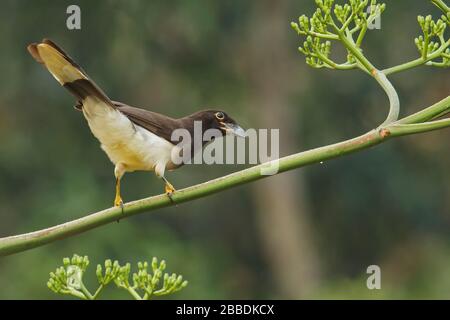 Brown Jay (Cyanocorax morio) perché sur une branche au Guatemala en Amérique centrale Banque D'Images