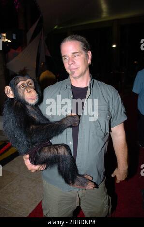 MIAMI BEACH, FL - 30 AVRIL: (COUVERTURE EXCLUSIVE) de la série télévisée à succès Netflix Bhagavan 'doc' Antle possède l'Institut pour les espèces très en danger et rares, (T.I.G.E.R.S.) de Myrtle Beach, Caroline du Sud vu ici en 2004 dans une rare image avec des bulles la cheminée à Miami Beach, Floride personnes: Bhagavan 'doc' Antle Credit: Groupe médias de tempêtes/Alay Live News Banque D'Images