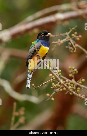 Trogon garré (Trogon caligatus) perché sur une branche au Guatemala en Amérique centrale. Banque D'Images