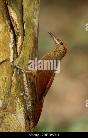 Le Wooddrocolaptes sanctithomae (Dendrocolaptes sanctithomae) perché sur une branche au Guatemala en Amérique centrale. Banque D'Images