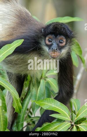 Singe araignée, Simia paniscus perché sur une branche au Guatemala en Amérique centrale Banque D'Images