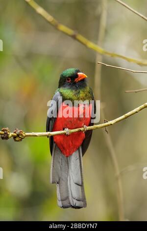 Trogon à queue de Slaty (Trogon massena) perché sur une branche au Guatemala en Amérique centrale Banque D'Images