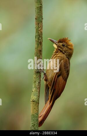 Woodrampantes à ailes de Tawny (Dendrocclinca anabatina) perchées sur une branche au Guatemala en Amérique centrale. Banque D'Images