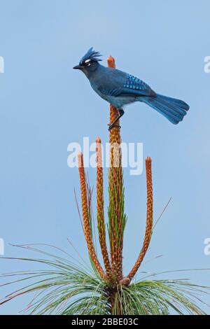 Le Jay de Steller (Cyanocitta stelleri) perché sur une branche au Guatemala en Amérique centrale. Banque D'Images