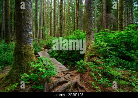 Avatar Grove, Port Renfrew, l'île de Vancouver, BC, Canada Banque D'Images