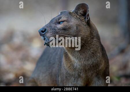 Animal de la forêt sèche de Kirindy, Madagascar Banque D'Images