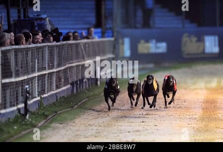 Holdem Spy (n°5 orange) mène sur le chemin de gagner le William Hill Derby 3ème Round Heat 8 avant Shaneboy Alley (n°6 noir/blanc), Bittles Bar (n°4 noir) et Jaytee Zeus (n°1 rouge) Banque D'Images