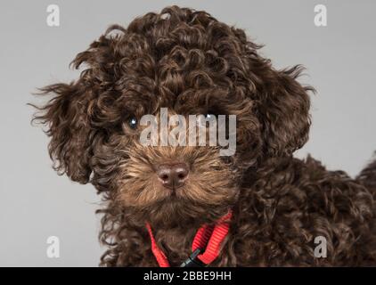 Yorkie - Poo Puppy (9 semaines), Royaume-Uni. Banque D'Images