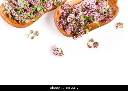 Fleurs violettes d'origanum vulgare ou origan commun, marjolaine sauvage. Banque D'Images