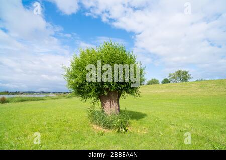 un seul arbre de saule de pollard dans les plaines d'inondation d'une rivière Banque D'Images