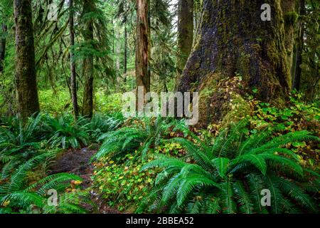 Le parc provincial de la Carmanah Walbran, île de Vancouver, BC, Canada Banque D'Images