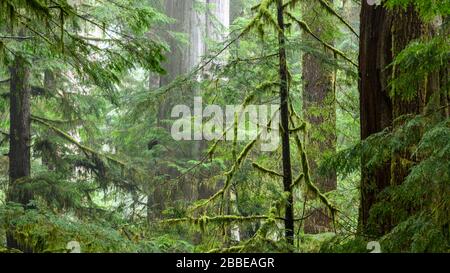 Cèdre rouge de l'Ouest (Thuja plicata) et pruche de l'Ouest, Tsuga heterophylla, Eden Grove, près de Port Renfrew, île de Vancouver, Colombie-Britannique, Canada Banque D'Images