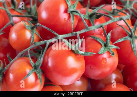 Tas de branches de tomates cerises mûres rapprochées. Contexte alimentaire Banque D'Images