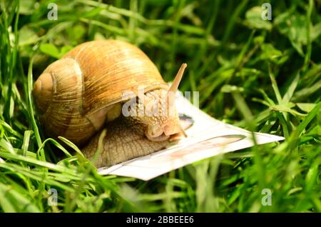 Dans le jardin d'escargots sur l'herbe Banque D'Images