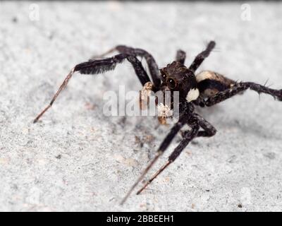 Macro Photographie de Portia Jumping Spider sur le sol Banque D'Images