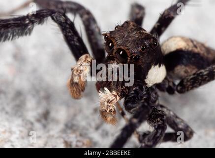 Macro Photographie de Portia Jumping Spider sur le sol Banque D'Images