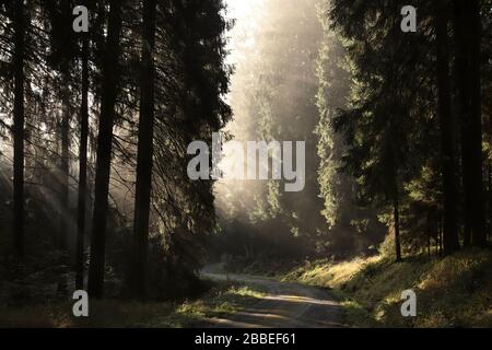 Chemin à travers une forêt de conifères sur un matin misty. Banque D'Images