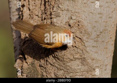 Babbler Tawny-Bellied(Dumetia hyperythra) Banque D'Images