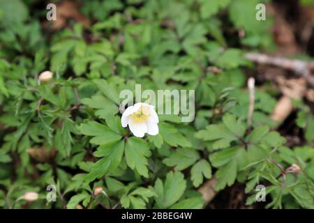 Anemone de bois (Anemone nemorosa) dans les bois à Sharsted entre Doddington et Newnham près de Sittingbourne dans le Kent, Angleterre Banque D'Images