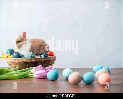 Lapin de Pâques dans le panier avec œufs colorés et tulipes sur table en bois. Décorations de vacances de Pâques , fond de concept de Pâques. Banque D'Images
