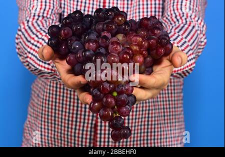 Agriculteur en chemise à carreaux montre sa récolte. Homme mains tiennent tas de raisins mûrs sur fond bleu. Vinification et récoltes d'automne concept. Palms vignerons plein de raisin pourpre Banque D'Images