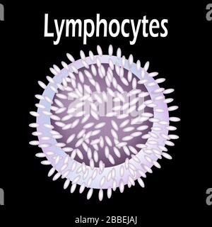 La structure du lymphocyte. Lymphocytes cellules sanguines. Immunité aux globules blancs. Leucocyte. Infographies. Illustration vectorielle. Illustration de Vecteur