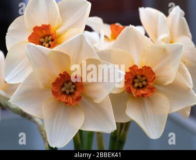 Gros plan des magnifiques jonquilles printanières dans un Bunch à Alsager Cheshire Angleterre Royaume-Uni Banque D'Images