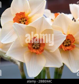 Gros plan des magnifiques jonquilles printanières dans un Bunch à Alsager Cheshire Angleterre Royaume-Uni Banque D'Images