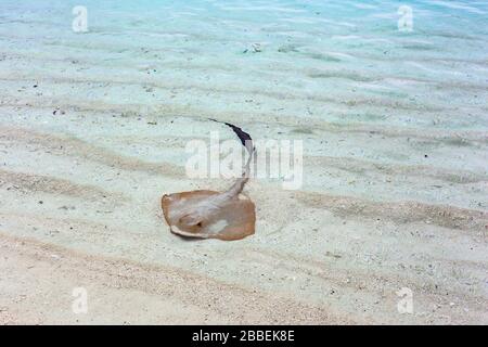 Stingray dans l'eau claire peu profonde de bleu lagon paradis plage sable blanc Banque D'Images