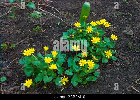 Petites fleurs de printemps jaunes sur le sol sombre de la terre. Banque D'Images